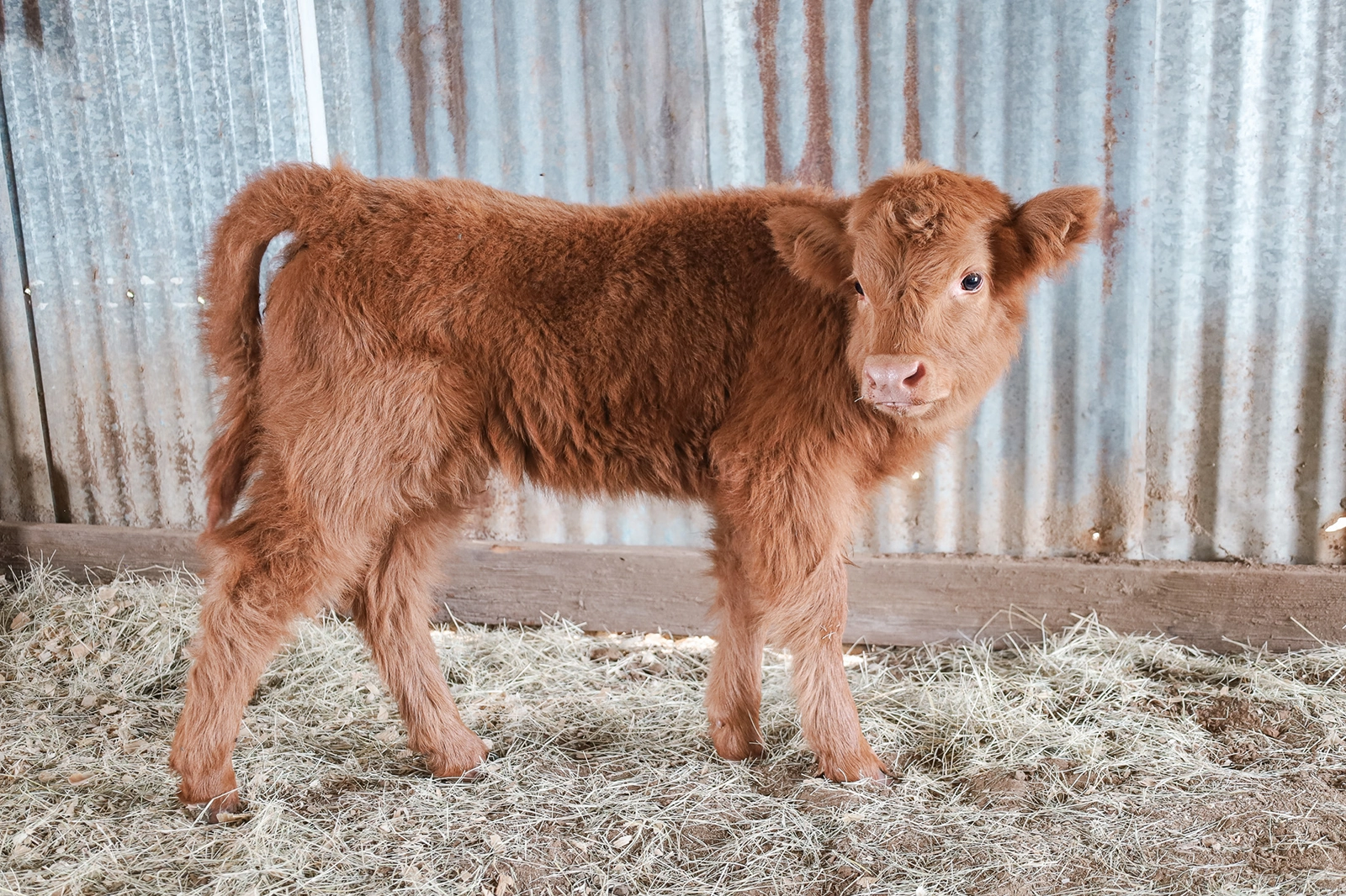 Ginger the Highland Cow