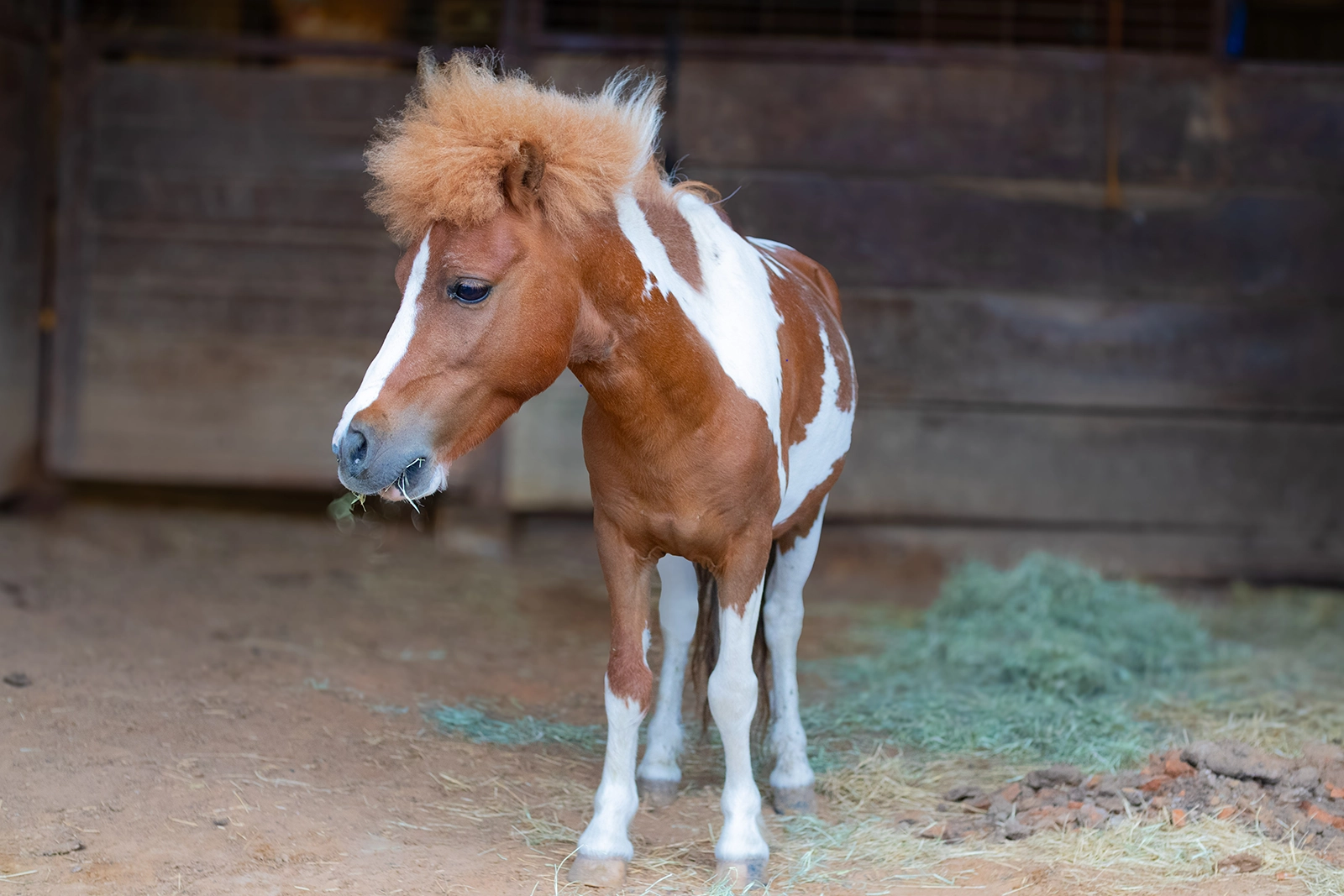 Snickerdoodle the Mini Horse